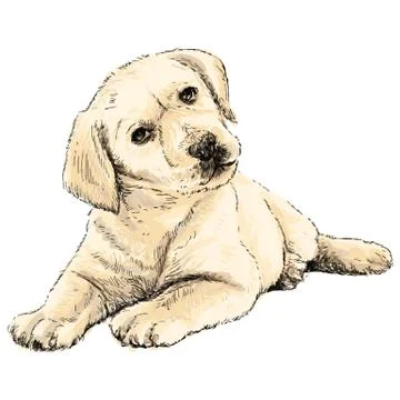 Labrador Retriever Illustrazione stock