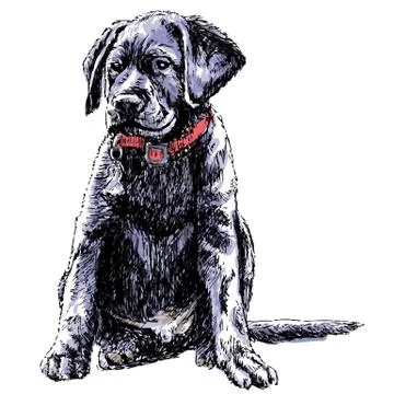 Labrador Retriever Stock Illustration