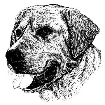 Labrador Retriever イラスト素材