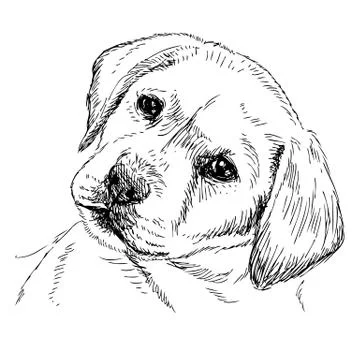 Labrador Retriever Stock Illustration
