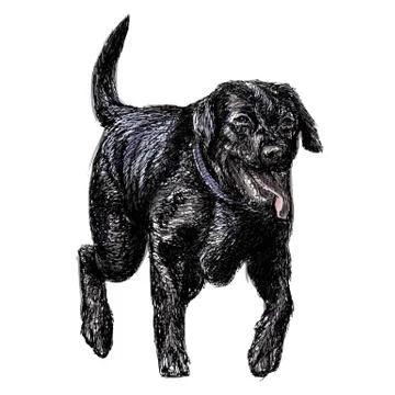 Labrador Retriever イラスト素材