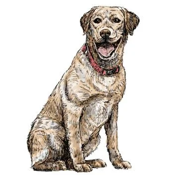 Labrador Retriever イラスト素材