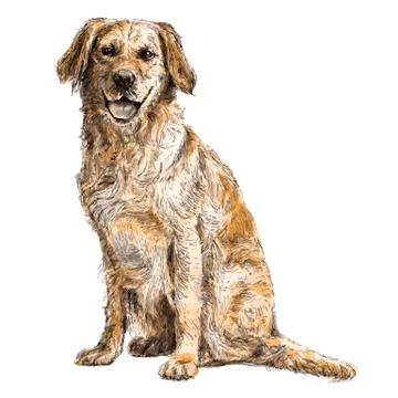 Labrador Retriever Stock Illustration