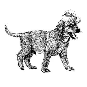Labrador Retriever イラスト素材