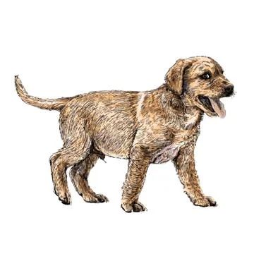 Labrador Retriever 스톡 일러스트