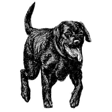 Labrador Retriever Stock Illustration