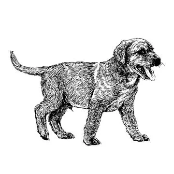 Labrador Retriever 스톡 일러스트