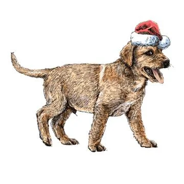 Labrador Retriever Illustrazione stock