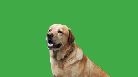 Labrador retriever looking in different directions on a green screen, slow mo Stock Footage 305274643