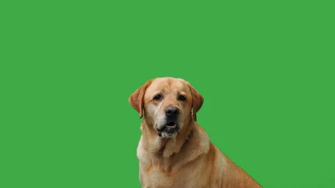 Labrador retriever looking in different directions on a green screen Stock Footage 305274865