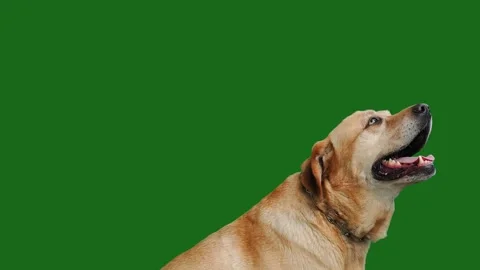 Labrador retriever looking in different directions on green screen slow motio Stock Footage 306977170