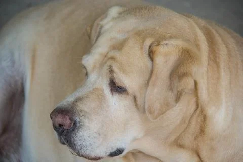 Labrador retriever looking Stock Photos