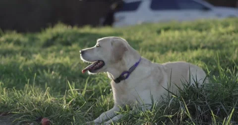 Labrador Retriever Lying and Resting in Meadow Grass, Golden Sunset, Low Angle 動画素材 341318044