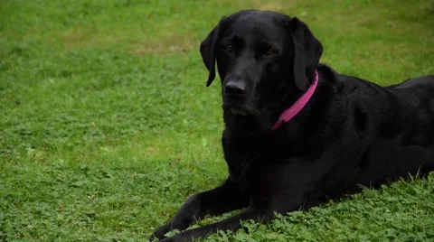 Labrador Retriever Lying Video stock 53274786