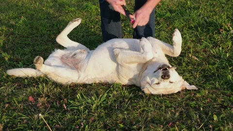 Labrador retriever lying on his back on grass and man brushing chest of the dog Stock Footage 252342023