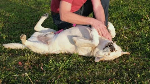 Labrador retriever lying on his back on grass, man gently stroking him Stock Footage 252345880