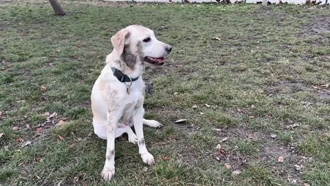 Labrador Retriever Outdoors in Park Stock Footage 299908433