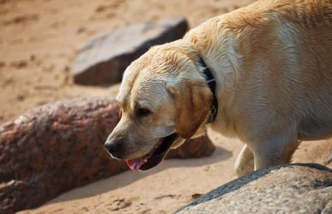 Labrador retriever Foto stock