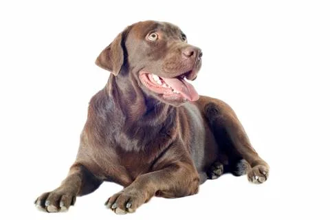 Labrador retriever Foto stock