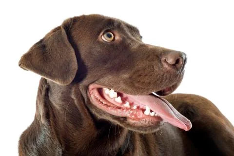 Labrador retriever Stock Photos