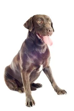 Labrador retriever Stock-Fotos