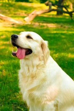 Labrador retriever Stock Photos