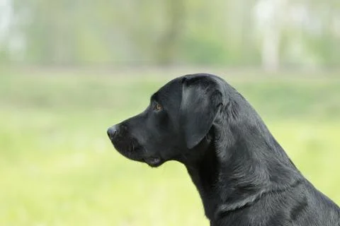 Labrador retriever Stock Photos