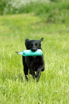 Labrador retriever Stock Photos
