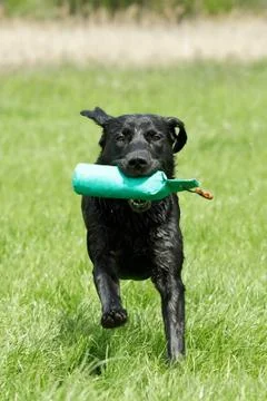 Labrador retriever Stock Photos