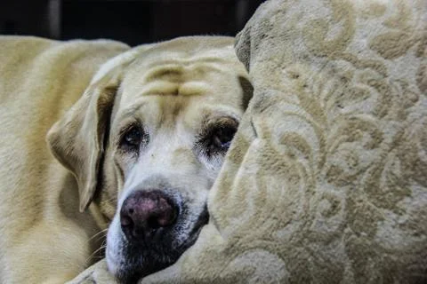 Labrador retriever Stock Photos