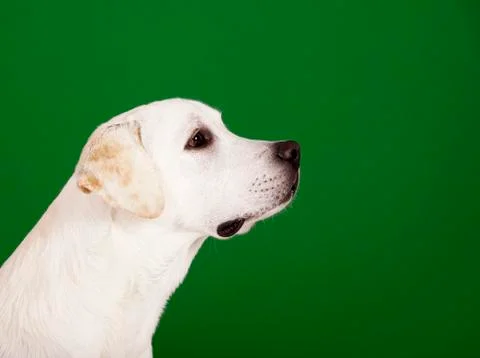 Labrador retriever Stock Photos
