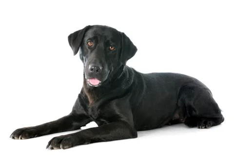 Labrador retriever Stock Photos