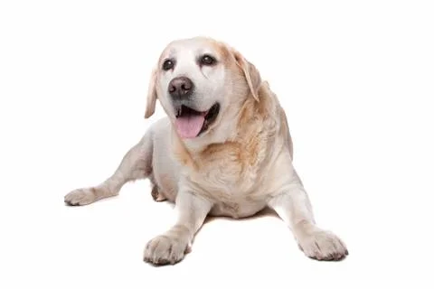 Labrador retriever Stock Photos