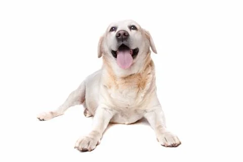 Labrador retriever Stock Photos