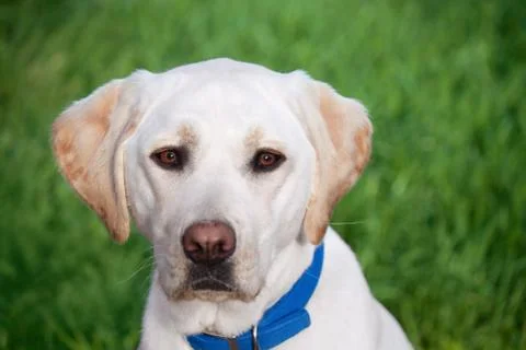 Labrador Retriever Stock Photos