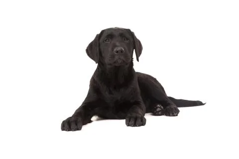 Labrador retriever Stock Photos