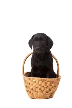 Labrador retriever Stock Photos