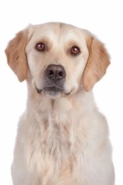 Labrador Retriever Stock Photos
