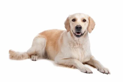 Labrador Retriever Stock Photos