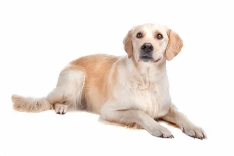 Labrador Retriever Stock Photos