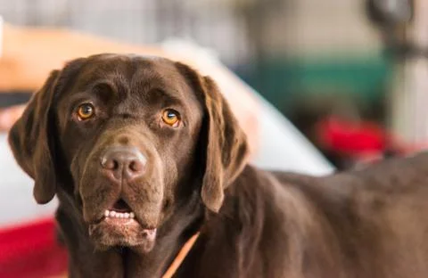 Labrador Retriever Photos