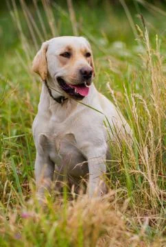 Labrador retriever Stock Photos