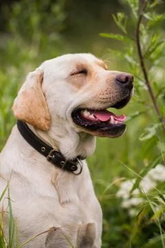 Labrador retriever Stock Photos