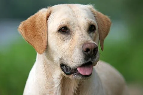 Labrador retriever Stock Photos