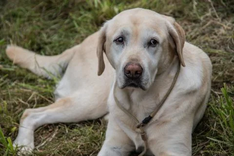 Labrador-Retriever Stock Photos
