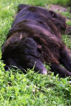 Labrador Retriever Stock Photos