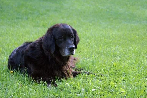 Labrador Retriever Stock Photos