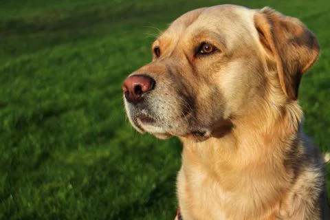 Labrador retriever Stock Photos