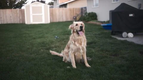 Labrador retriever Foto stock