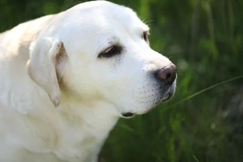 Labrador retriever Stock Photos